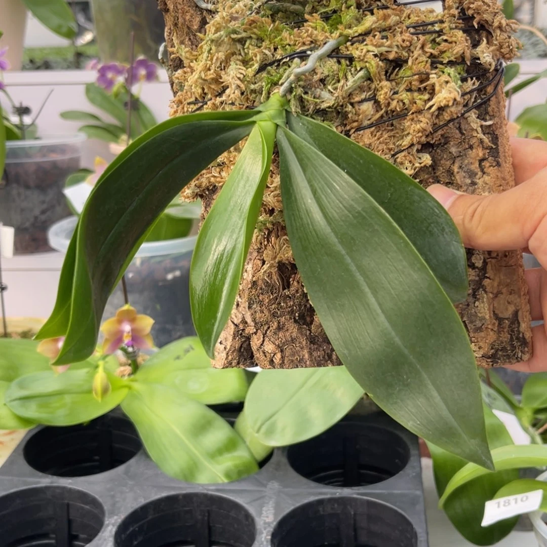 完全开放626 板植羞花 一物一拍