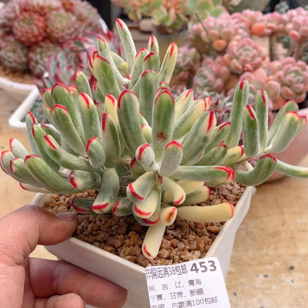 453棒叶福娘锦德华多肉