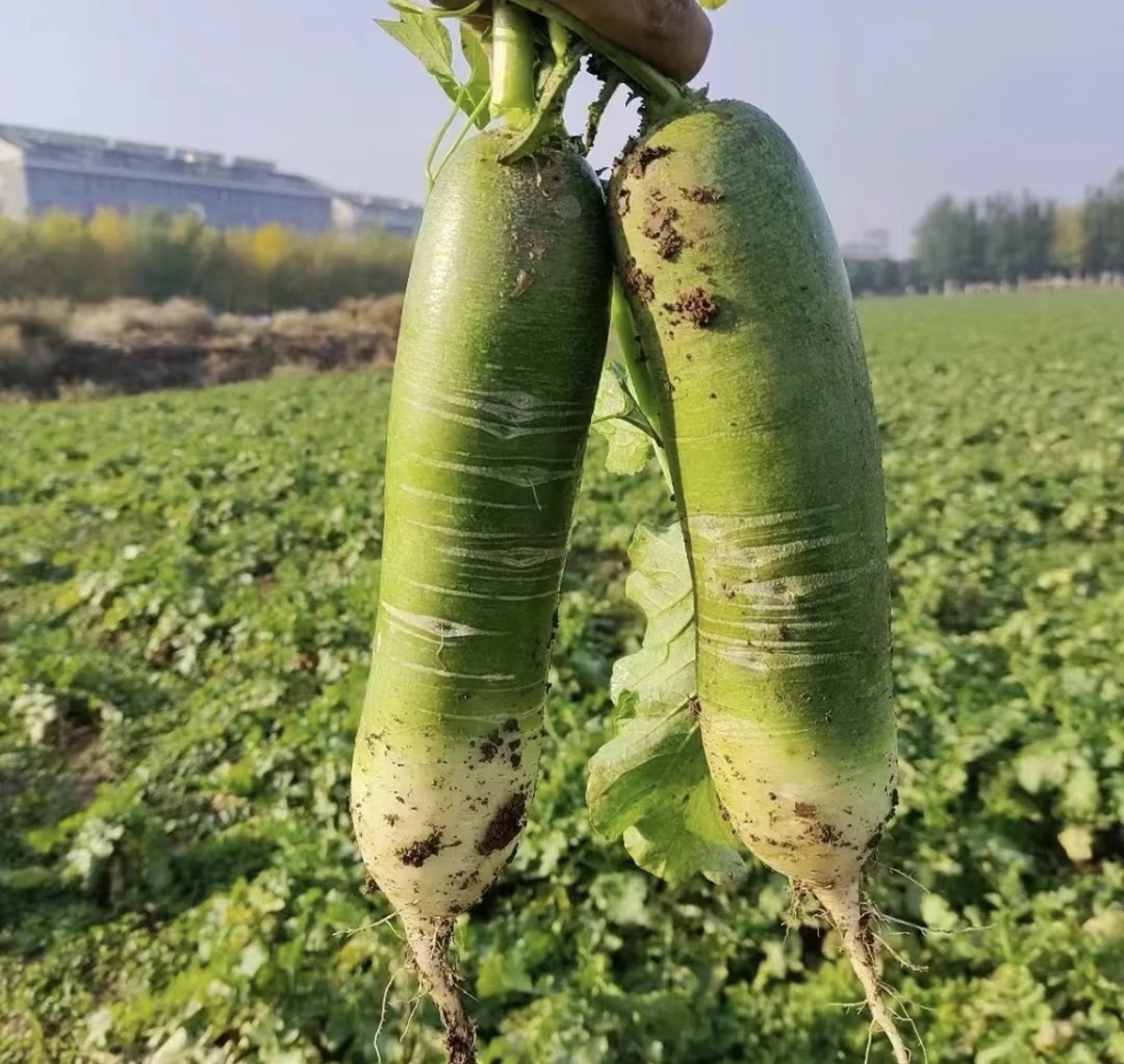 【水果萝卜到手五斤（带箱）】农家自种水果萝卜生吃微辣脆甜D
