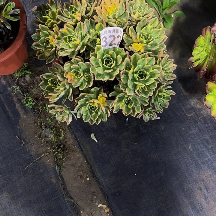 红陶甜茶322000000