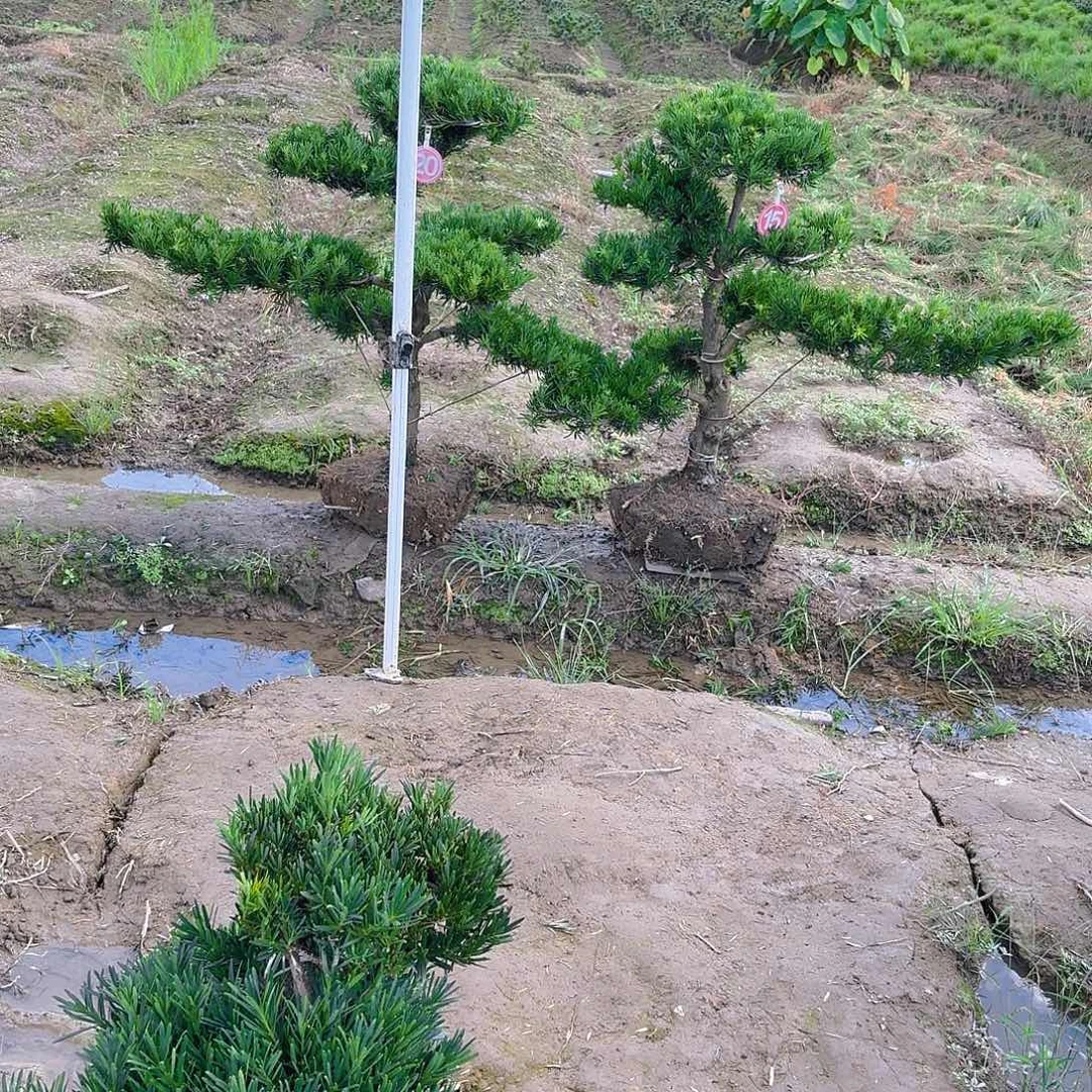 风***狼无花朵1447852268845587