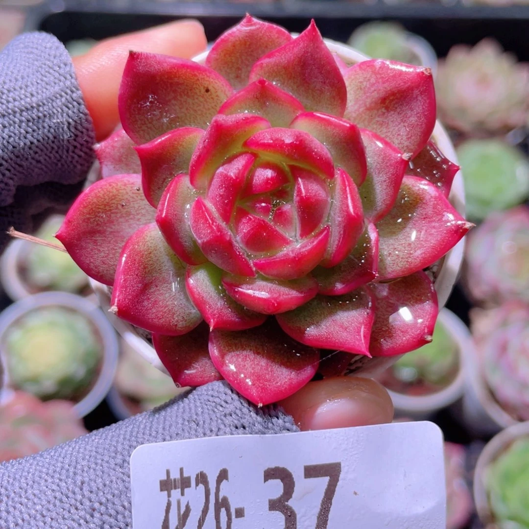花利美26-37新品