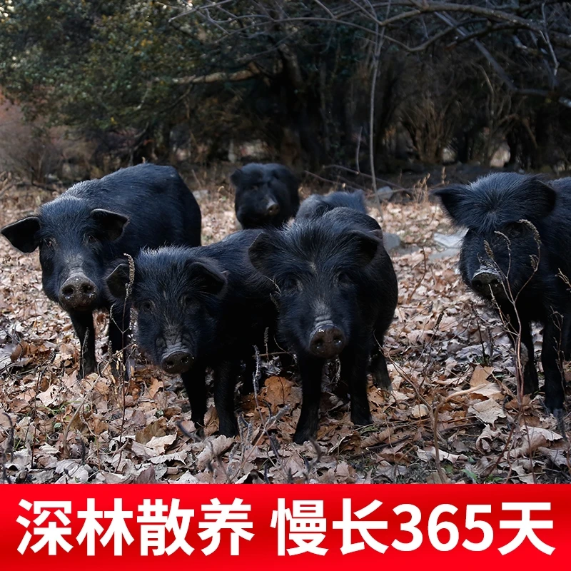 原生态放养藏香猪订购链接