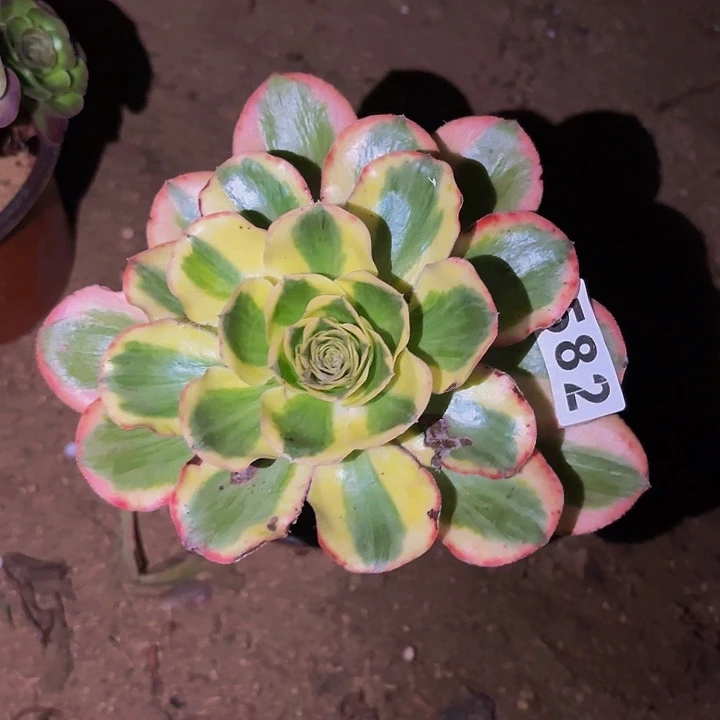 582燕姿超白多肉植物不售后