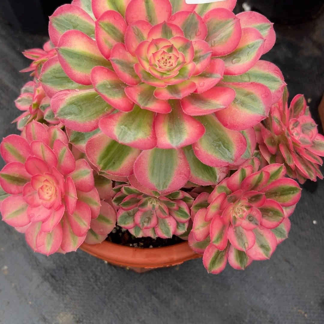 海*68倾城多肉植物