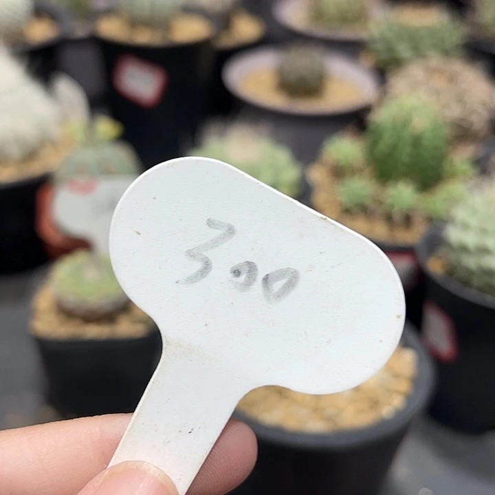 第***烟300菊水群哈哈哈哈哈