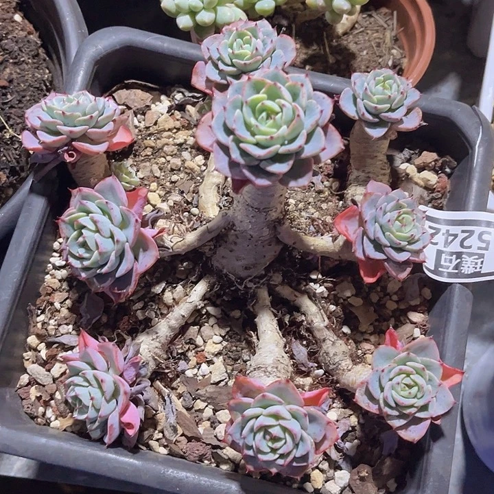 七福美尼25242多肉植物