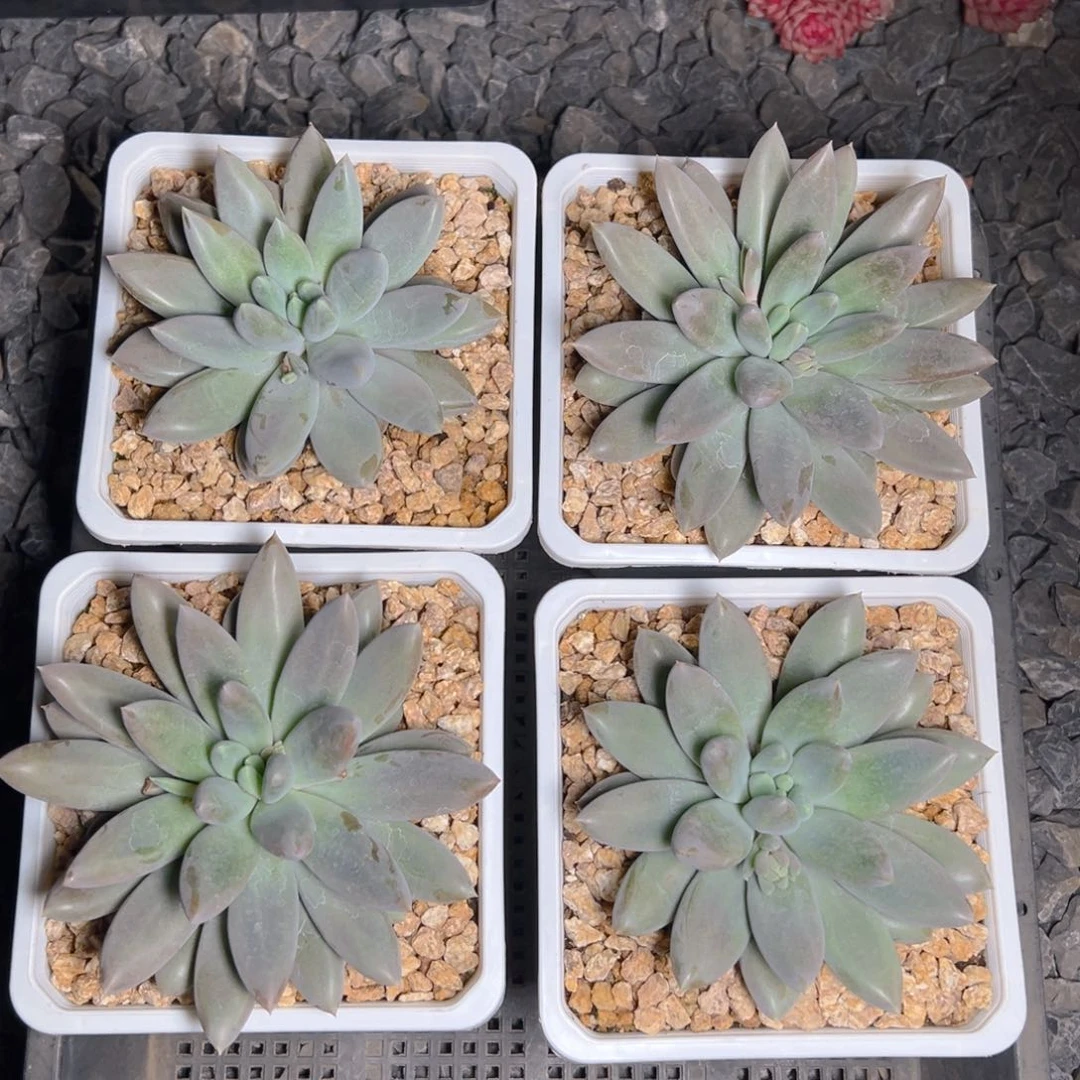 哥特11111111111111