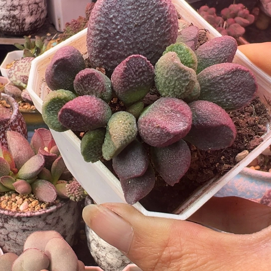 用***8一组自拍，感谢支持