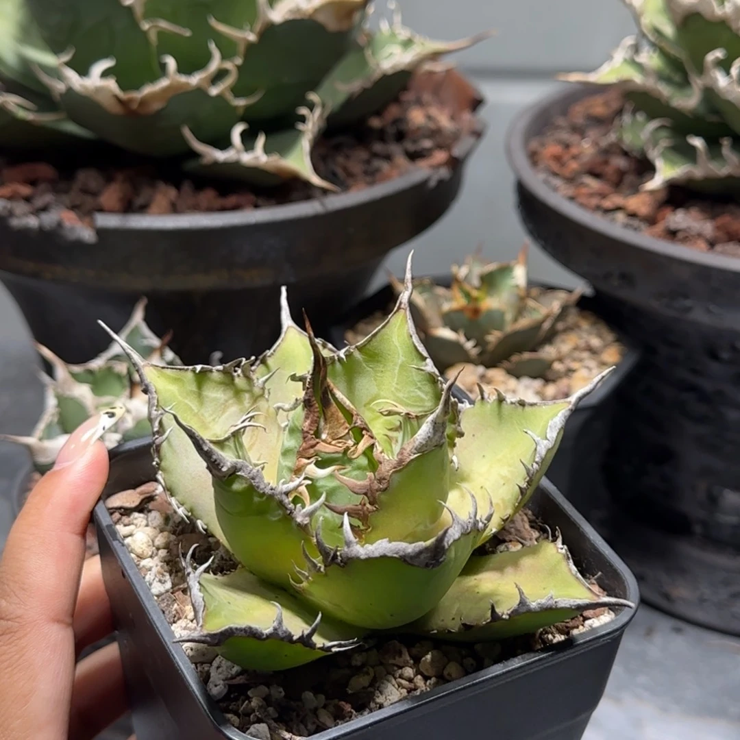 海王龙舌兰啦啦啦啦