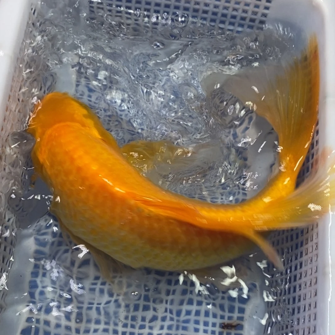 锦鲤冷水锦鲤包邮