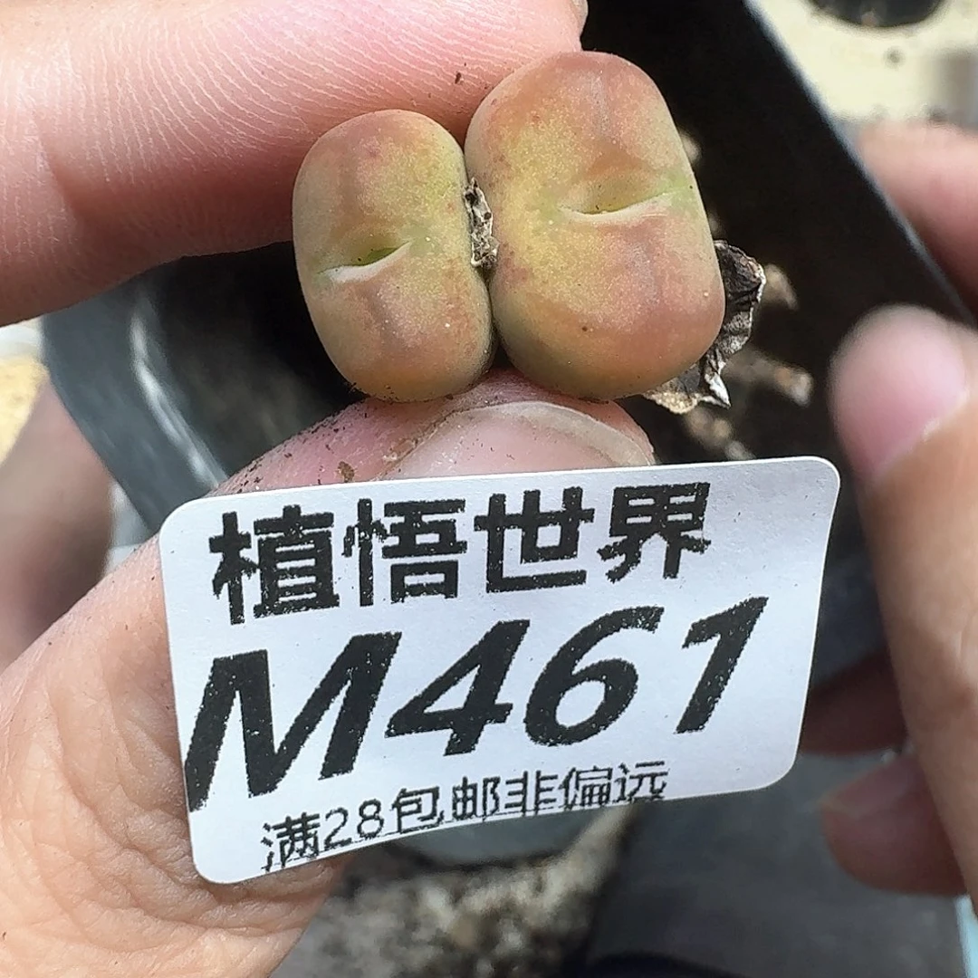 多肉植物的润泽多f