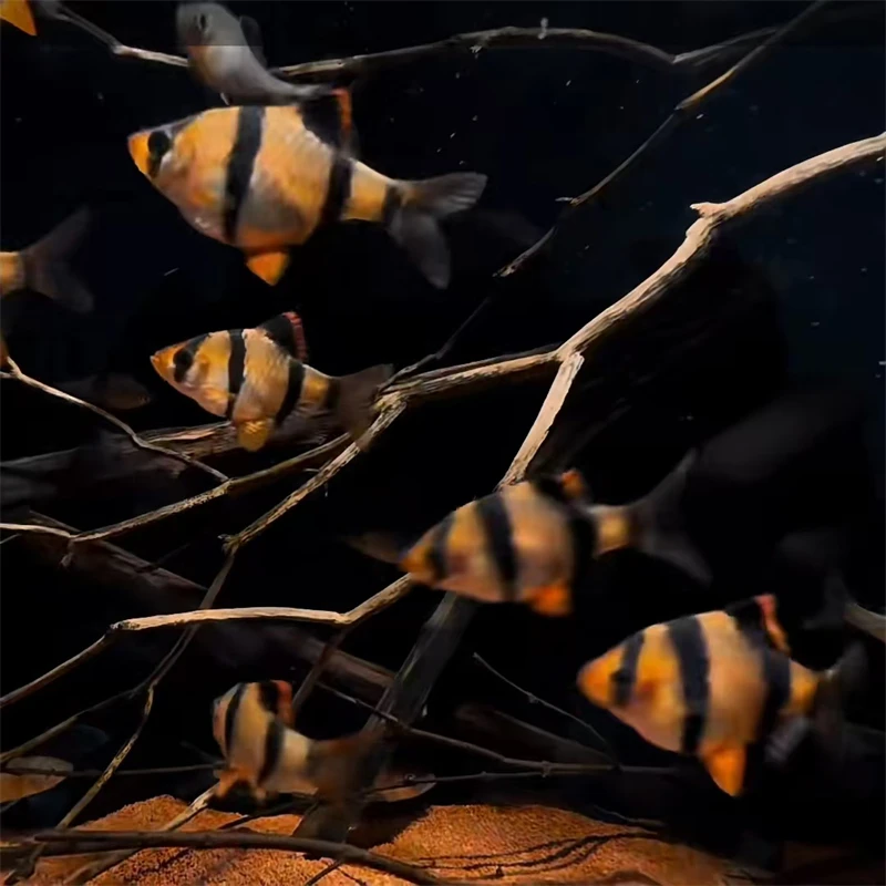 虎皮鱼热带鱼观赏鱼金虎皮绿虎皮鱼新手好养耐活小型活体鱼淡水鱼