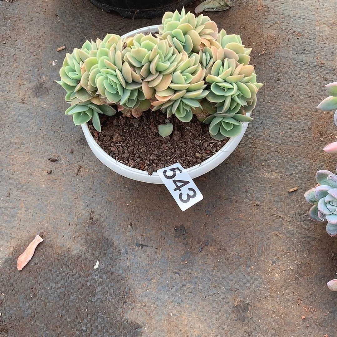 543星纳塔 一物一拍多肉