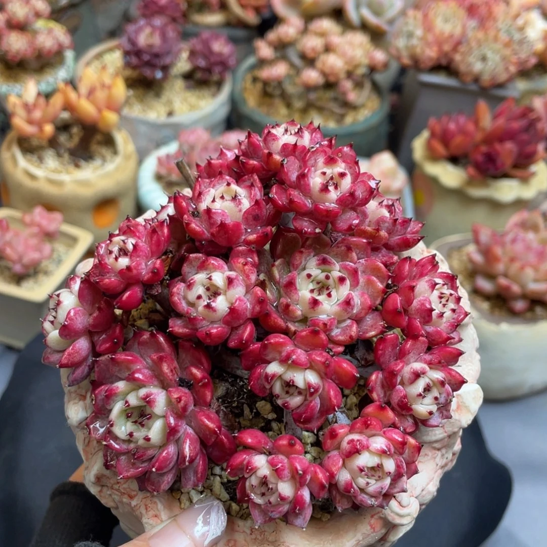 莎逻辑牡丹整装无砍