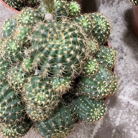 多色丽花，258900468
