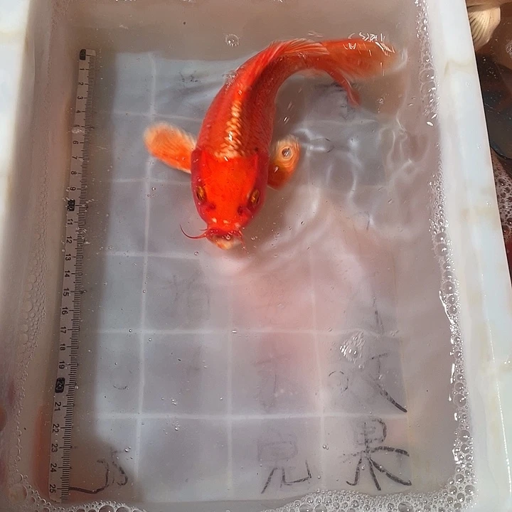 蝴蝶鲤鱼渔场直发19
