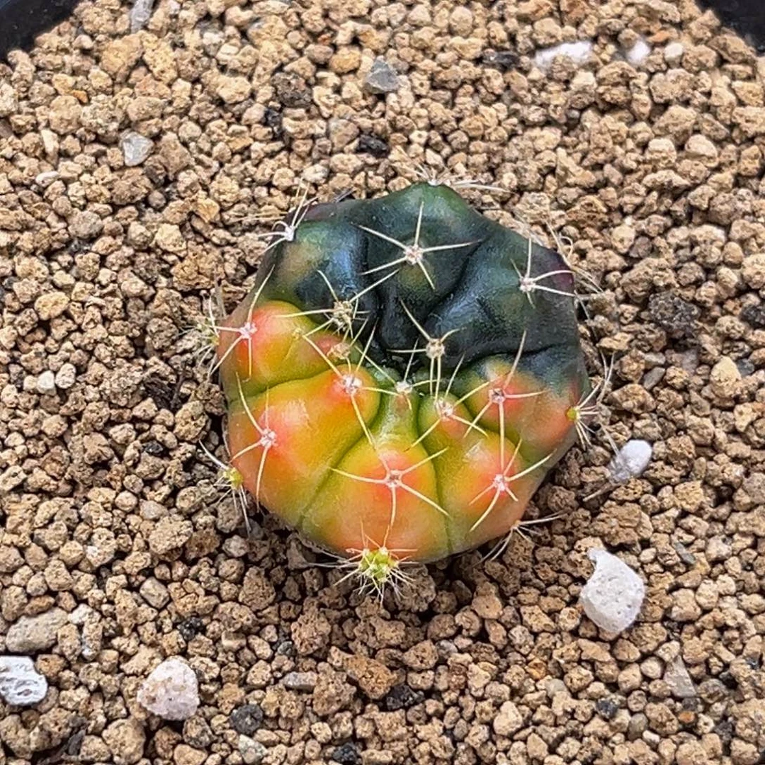 毒苹果 米哈仙人球