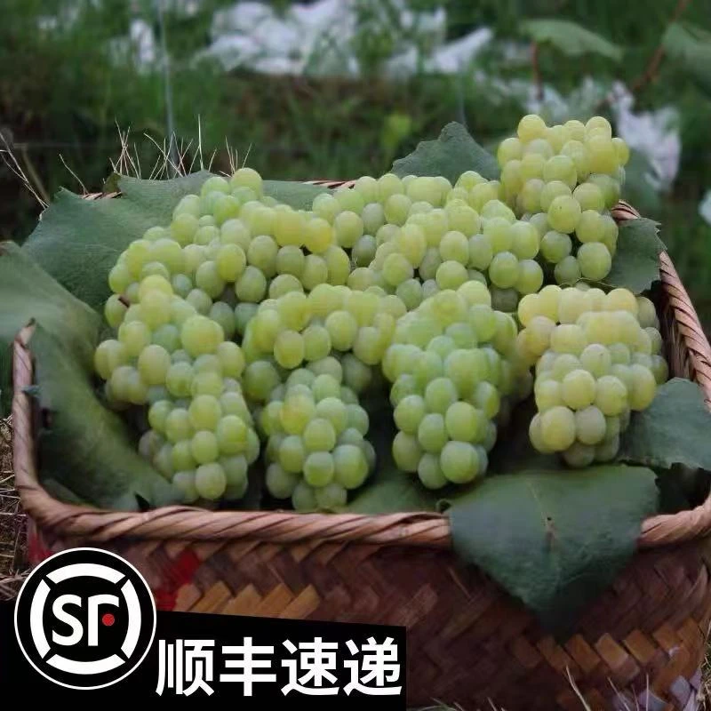 贵州水晶葡萄新鲜现摘香水葡萄产地当季水果甜非无籽青提顺丰包邮