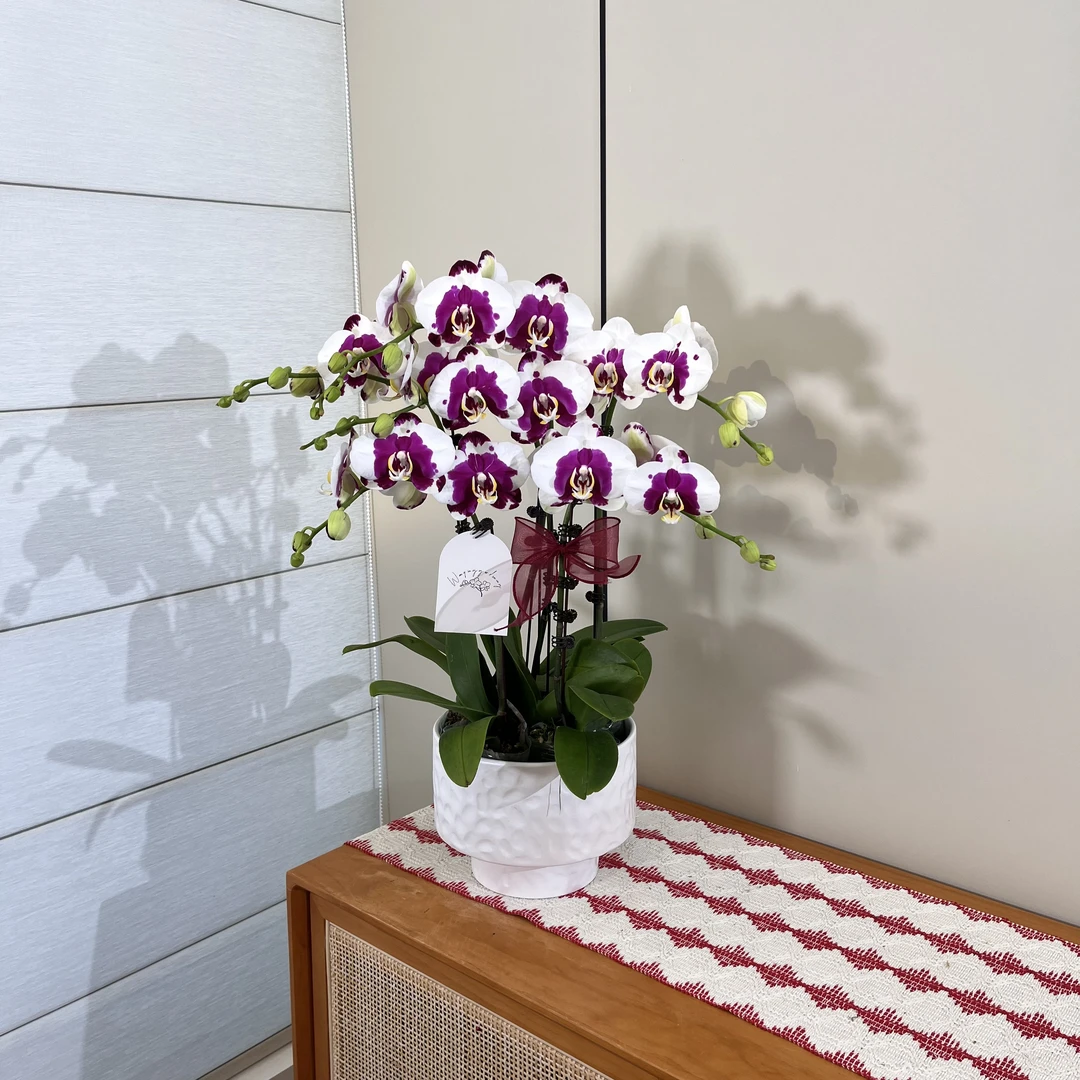 【大熊猫】泼墨款小众精致蝴蝶兰 办公室桌面懒人绿植 源头基地