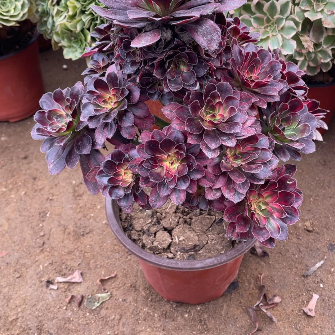 128花福蝶多肉法师断枝不包