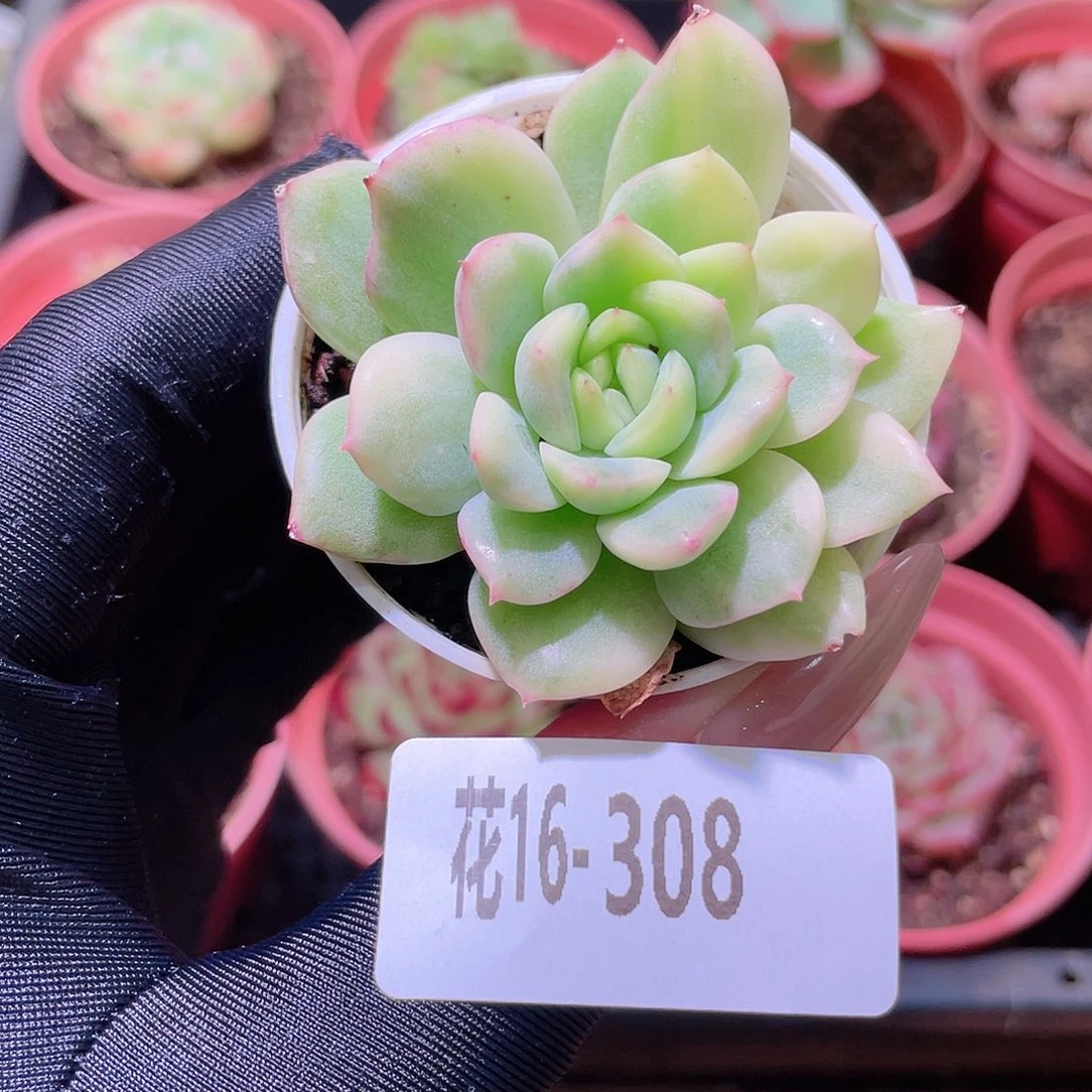 花利美16-308新品锦