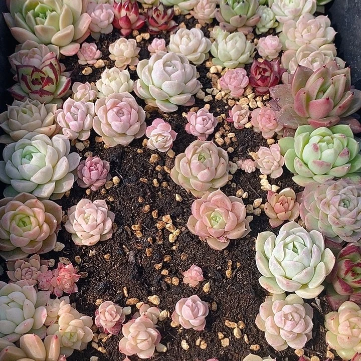 167 多肉植物盆栽花卉植物