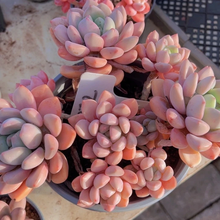 健健康康平平安安