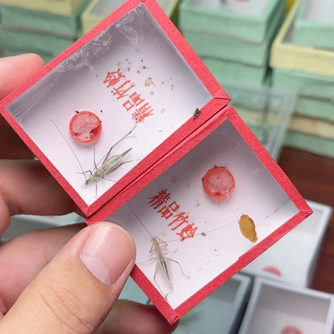 黑紫竹蛉2只