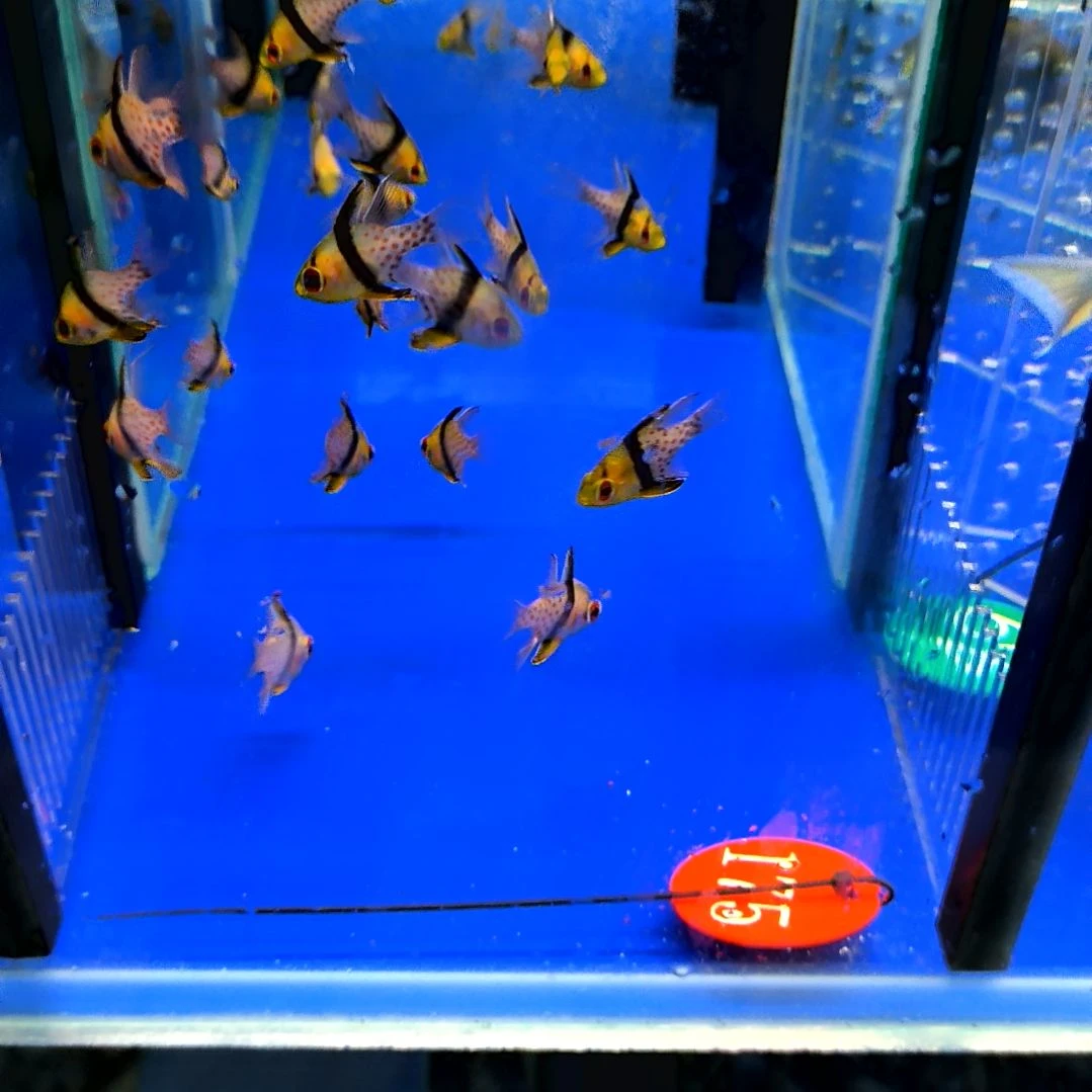 海水鱼红眼玫瑰小号2条/1-4-175