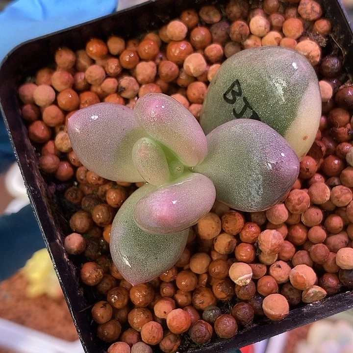 白大叶奶酪锦多肉植物