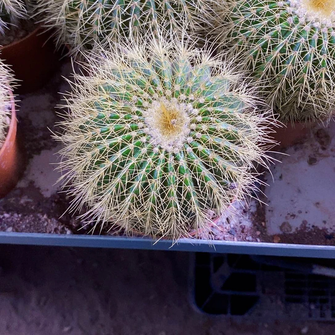 无花朵金冠11111111111111个