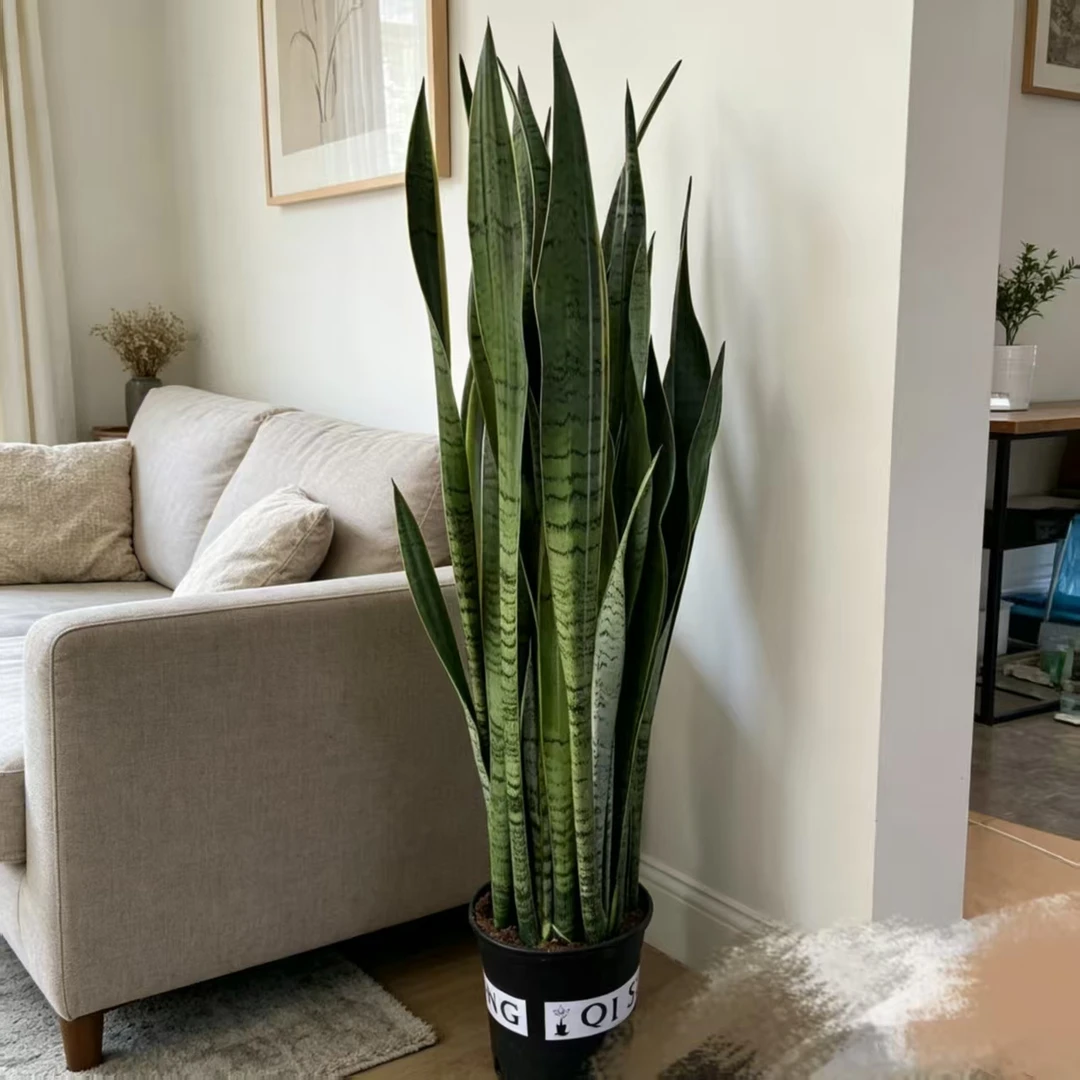 【高白金】高脚虎皮兰室内绿植防辐射好养懒人植物