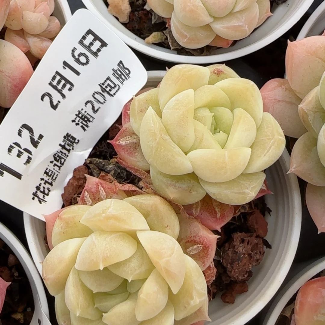 花语逸境0216-132