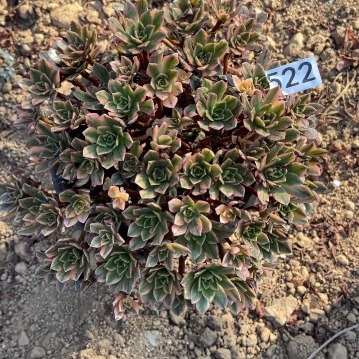 无花朵522多肉植物甜茶