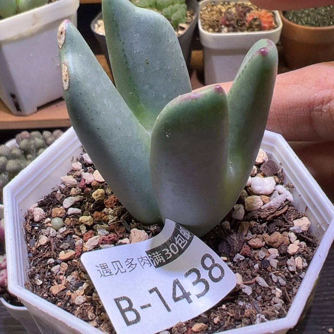 多肉植物111111111111