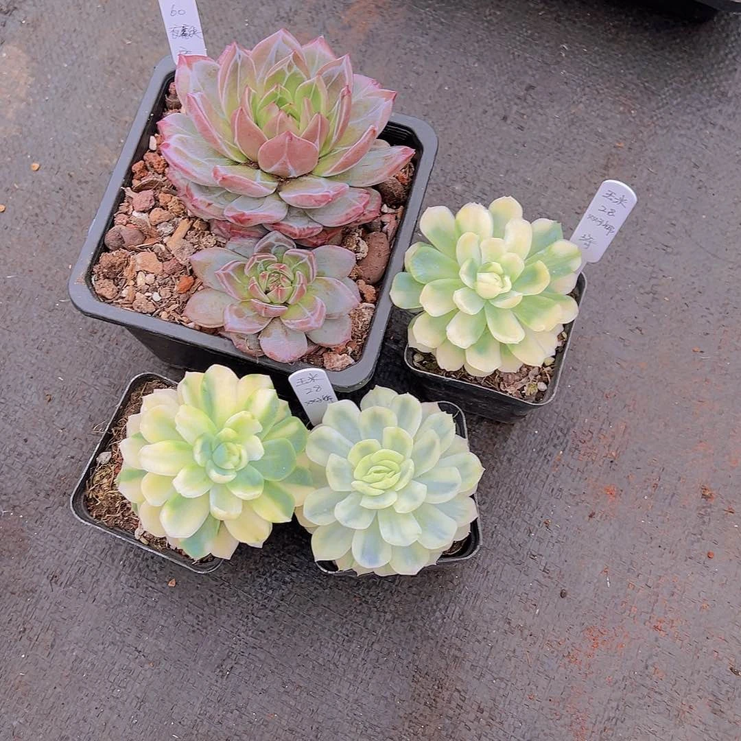 玉*多肉植物，多肉植物，