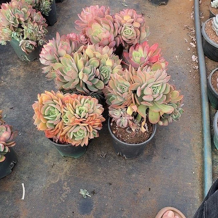 ****࿐多肉植物一物一拍夫人