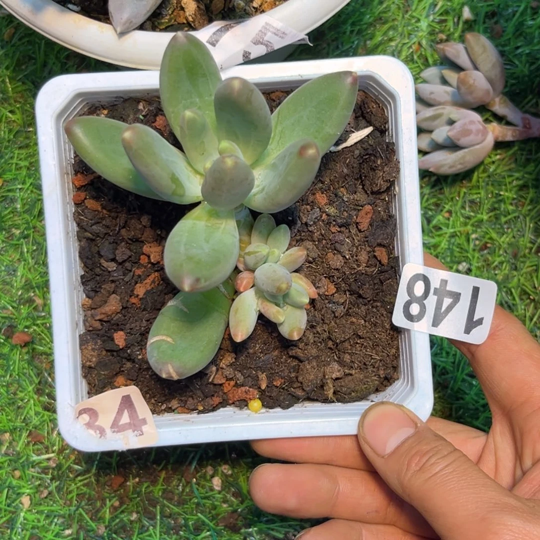 喧多肉植物朵唯系列美人148