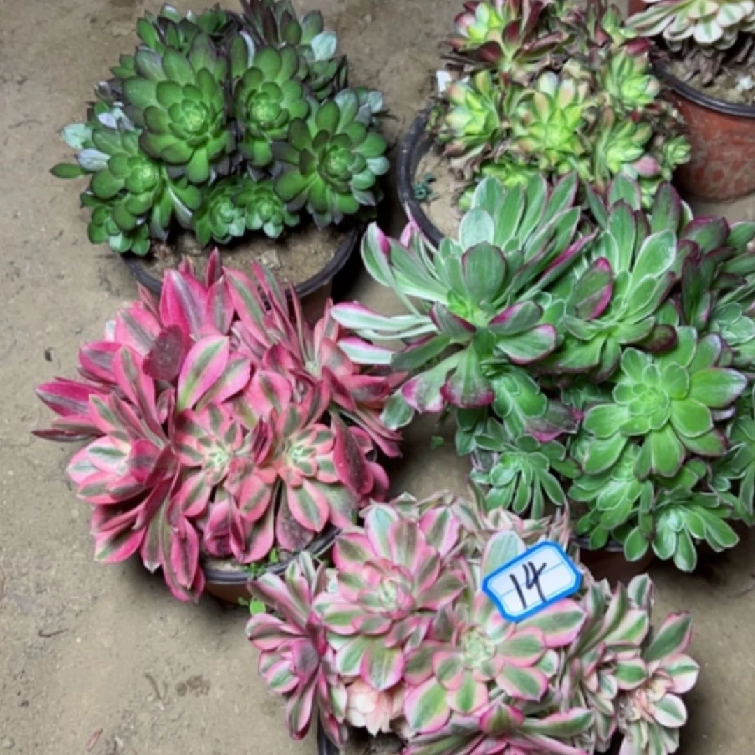 【闪购商品】多肉植物砍过不售后14