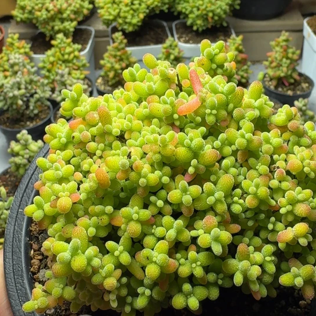 梨****头多肉植物枝干番杏蜜桔