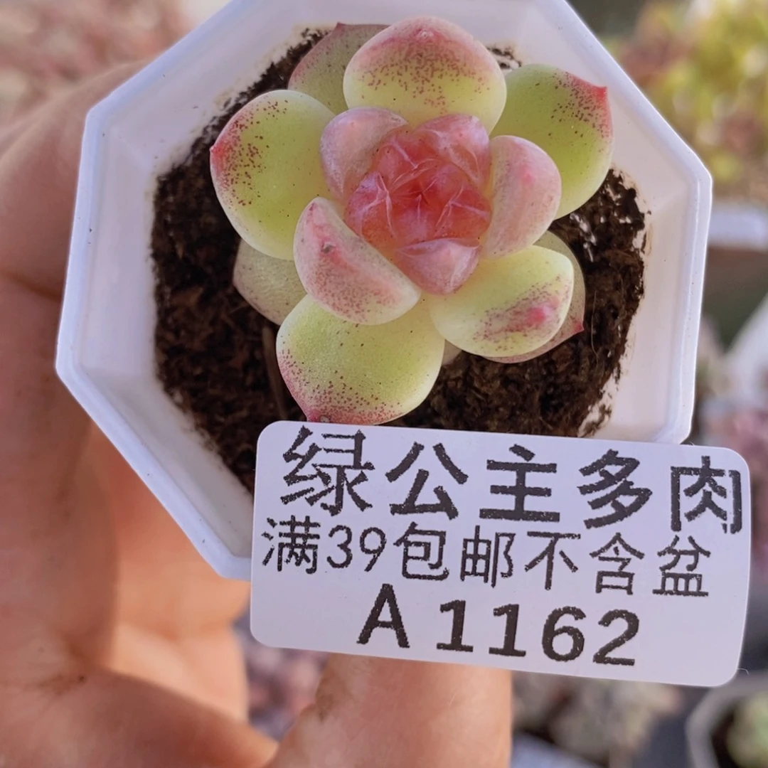 火焰单头3cm1162多肉植物