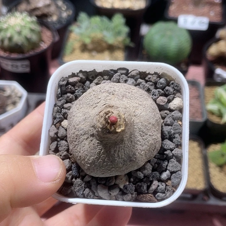 230玫瑰大戟块根植物