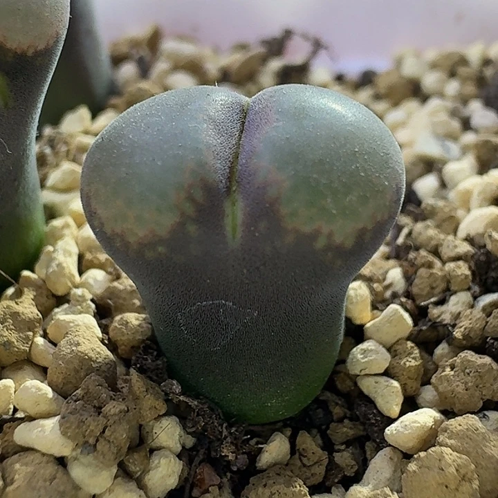 45号单头粉c三年苗一物一拍1.4