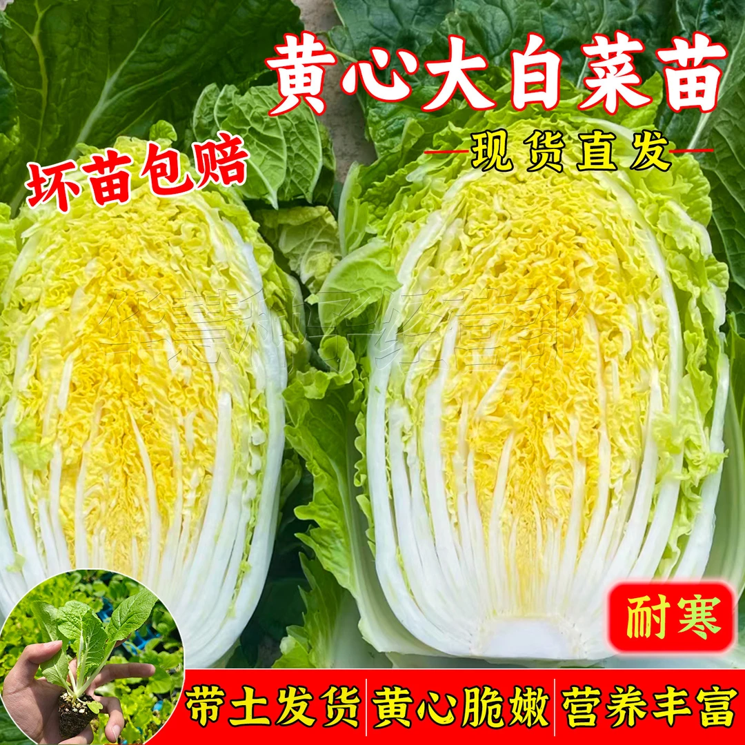 黄心大白菜苗秋冬季种植蔬菜秧苗大全庭院秋播幼苗地栽耐寒生菜苗