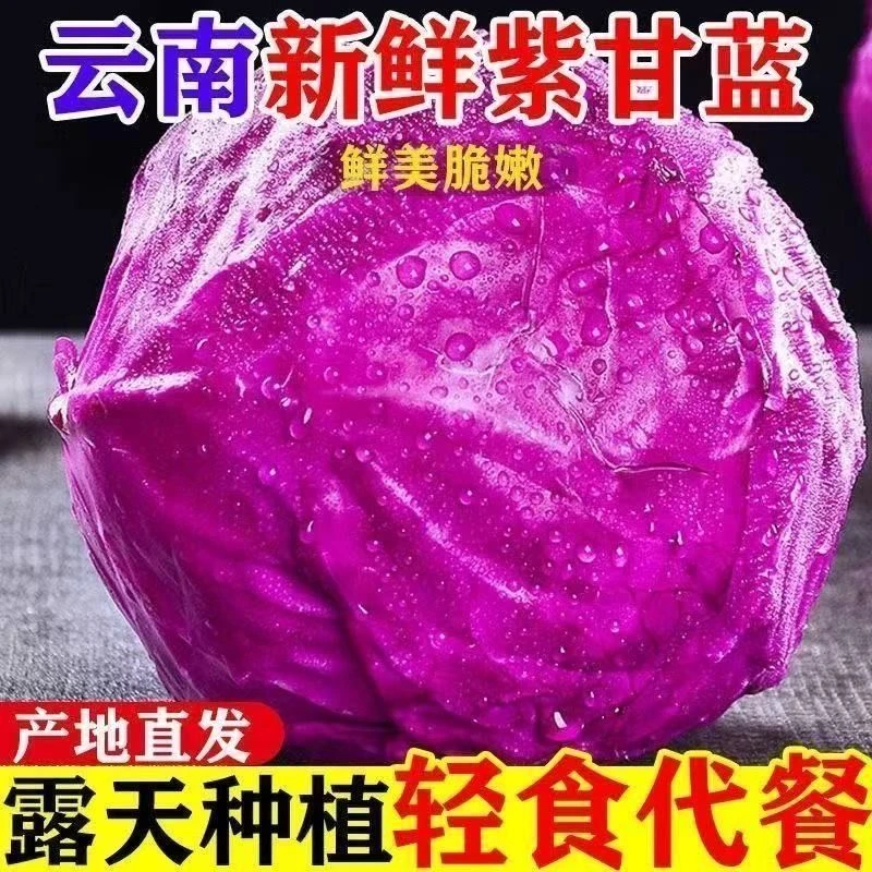 云南现摘现发新鲜紫甘蓝可生吃凉拌的时令蔬菜卷心菜代餐沙拉菜