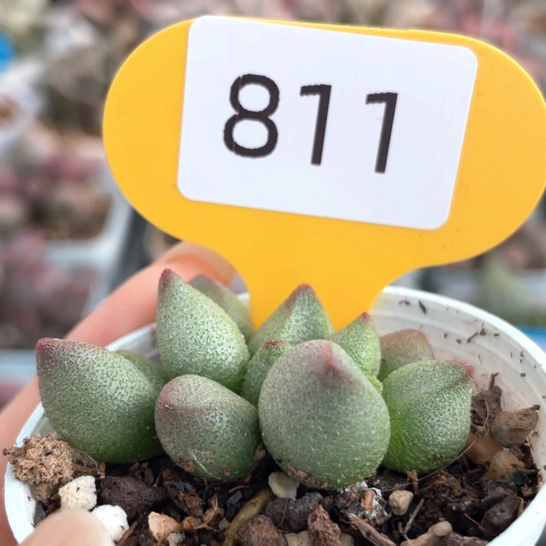 811。    大红嘴。