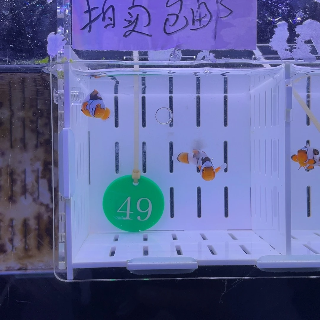 热带海域公3.5-4.5毕加索小丑