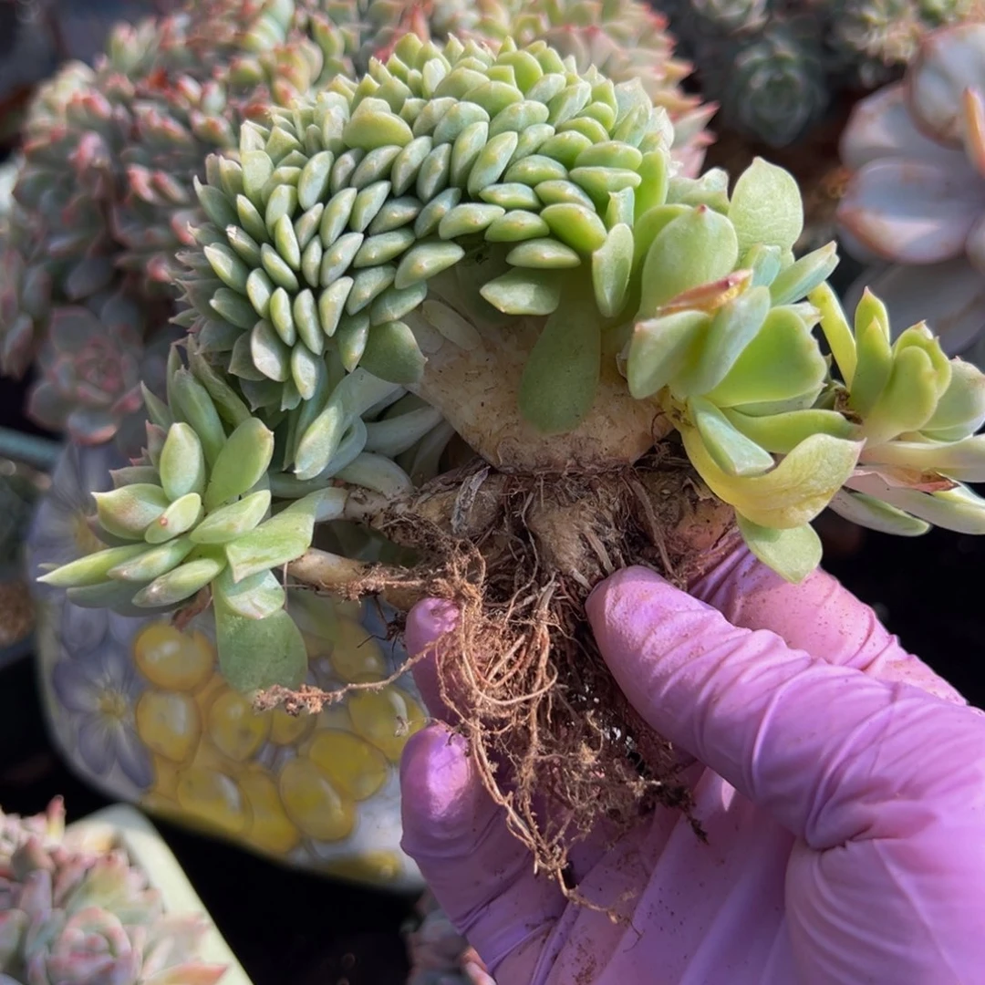 新年快乐 新年快乐 新年快乐