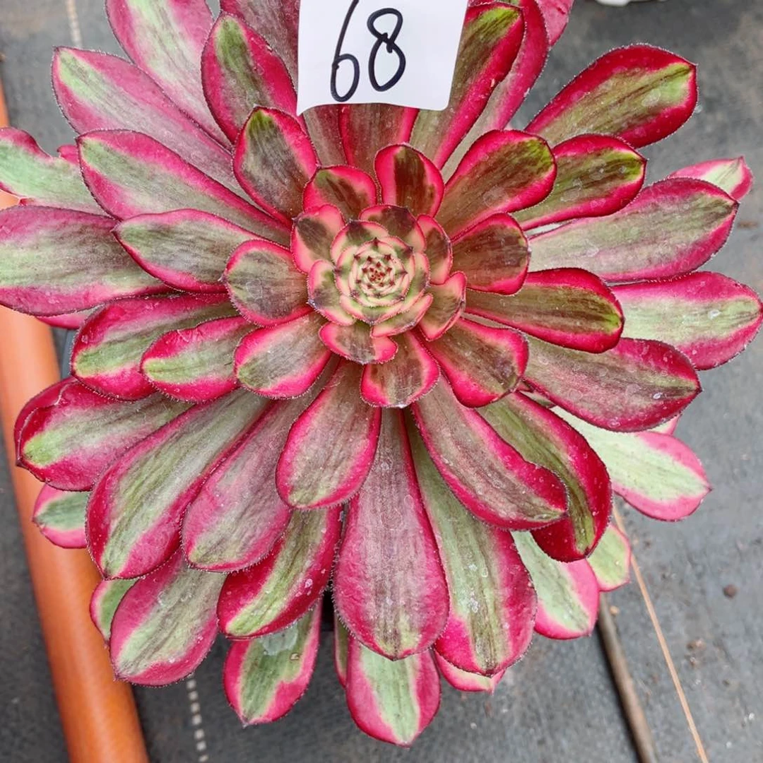 一物一拍多肉法师68